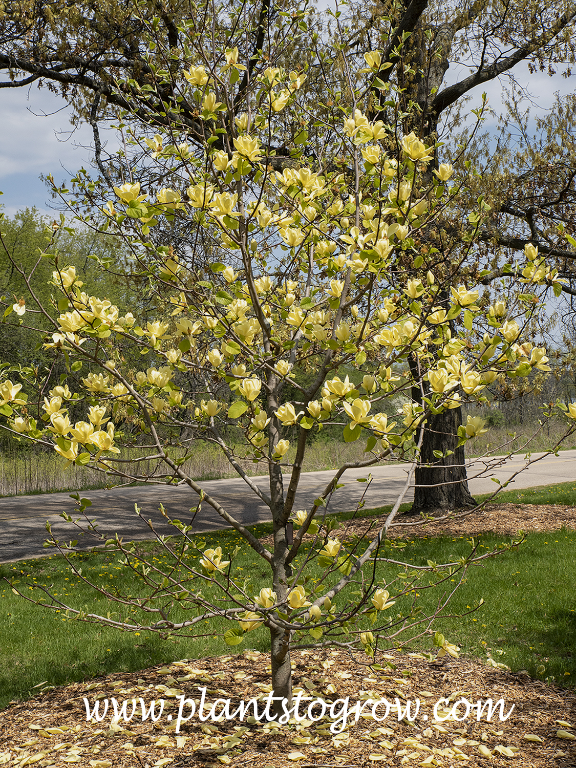 Magnolia 'Lois'
A yellow Magnolia introduced in circa 2012